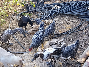Galline amrock