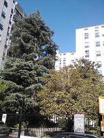 Trilocale arredato Candiani