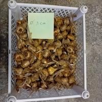 Bulbi zafferano biologici 