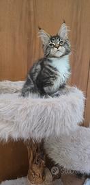 Cuccili maine coon