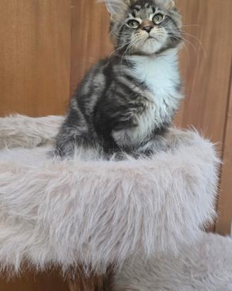 Cuccili maine coon