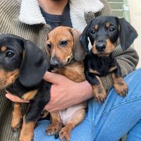 Cuccioli di bassotto nano tedesco
