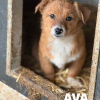 AVA, scricciolina TAGLIA PICCOLA 3 MESI