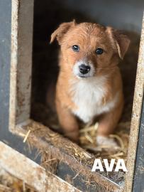 AVA, scricciolina TAGLIA PICCOLA 3 MESI