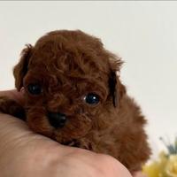 Barboncini mini toy asiatici red intenso