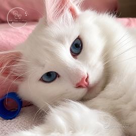 Cuccioli di gatto siberiano