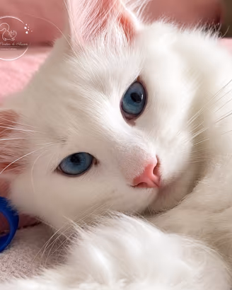 Cuccioli di gatto siberiano