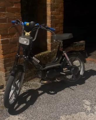 Paggio bravo 50