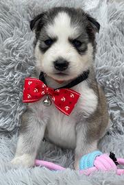 Siberian Husky occhi azzurri