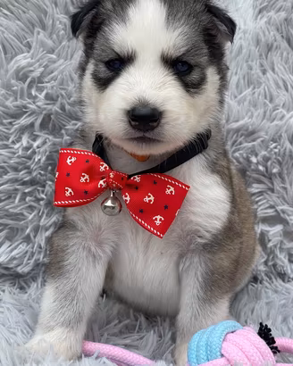 Siberian Husky occhi azzurri