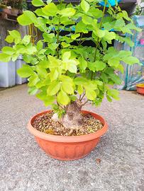 prebonsai frassino