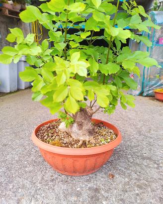 prebonsai frassino