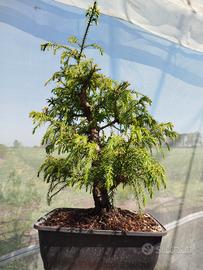 Bonsai Cryptomeria Japonica