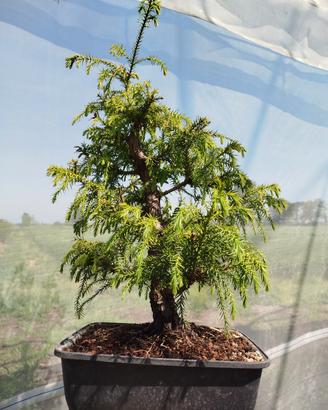 Bonsai Cryptomeria Japonica