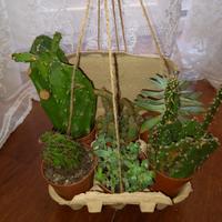 Cactus e piante grasse