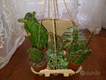 Cactus e piante grasse