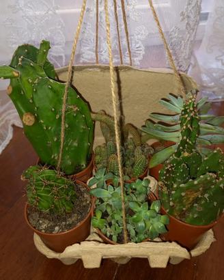 Cactus e piante grasse