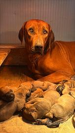 Cuccioli di Rhodesian Ridgeback disponibili ?