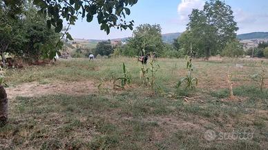 Terreno agricolo