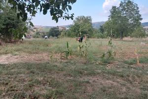 Terreno agricolo