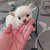Ultimo cucciolo di chihuahua