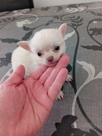 Ultimo cucciolo di chihuahua