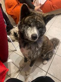 Akita inu di 3 anni