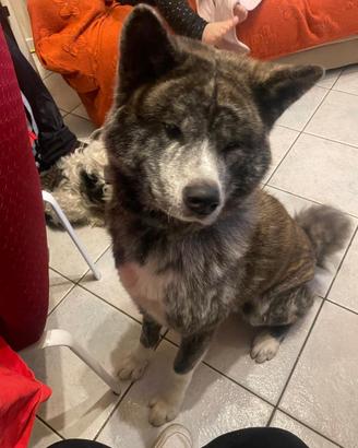 Akita inu di 3 anni