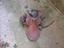 Immagine 2