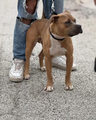 Pitbull