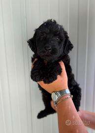 Labradoodle