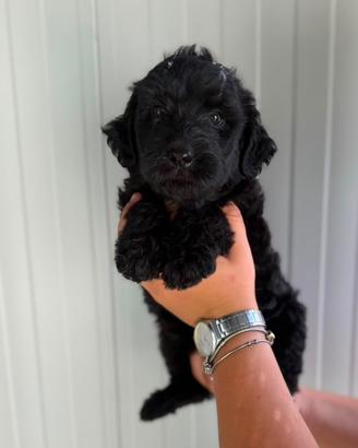 Labradoodle