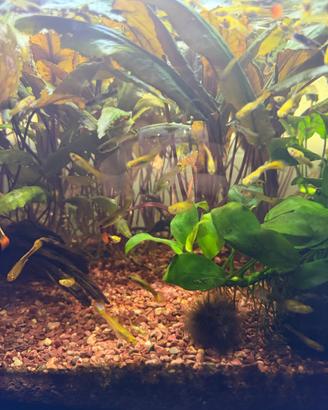 Guppy