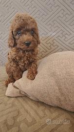 Cuccioli di barboncini toy