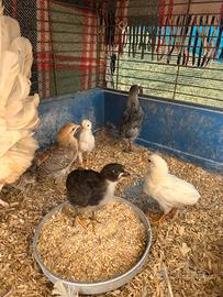 Pulcini olive egger e araucana