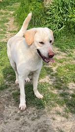 Cucciolone incrocio Labrador ADOZIONE