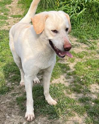 Cucciolone incrocio Labrador ADOZIONE