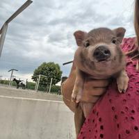 Mini Pig Juliana