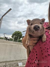 Mini Pig Juliana