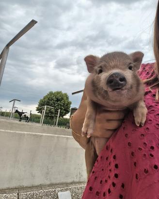 Mini Pig Juliana
