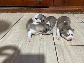 Cuccioli siberian husky