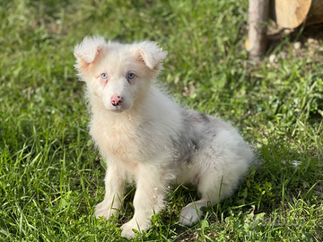 Pastore australiano con pedigree enci