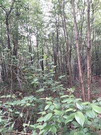 BOSCO, Parco Nazionale, agricolo forestale