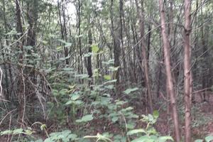 BOSCO, Parco Nazionale, agricolo forestale