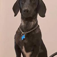 Bassotto stallone disponibile per monta