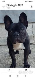 Bulldog francese