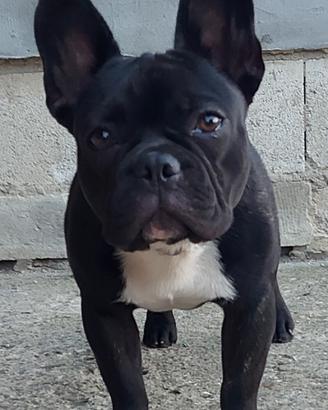Bulldog francese