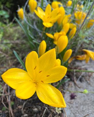 bulbi di sternbergia lutea falso croco autunnale