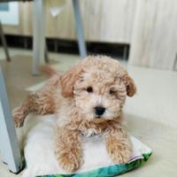 Barboncino toy maschio