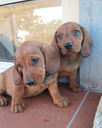 Dachsbracke